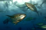 Two Yellowfin tuna fishes