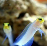 Two Yellowhead jawfish fishes