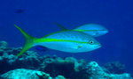 Two Yellowtail snapper