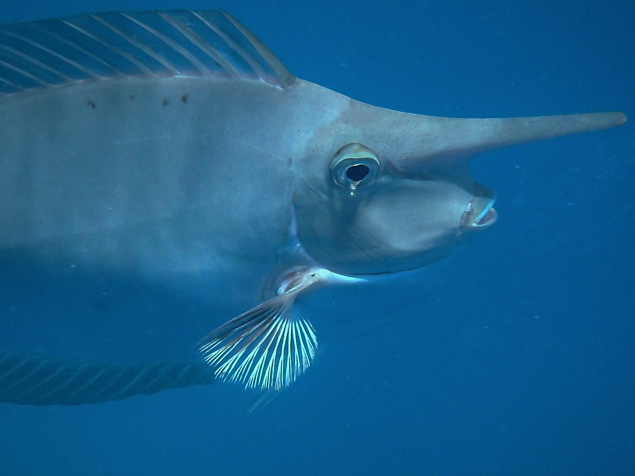 Голова рыбы-единорога фото