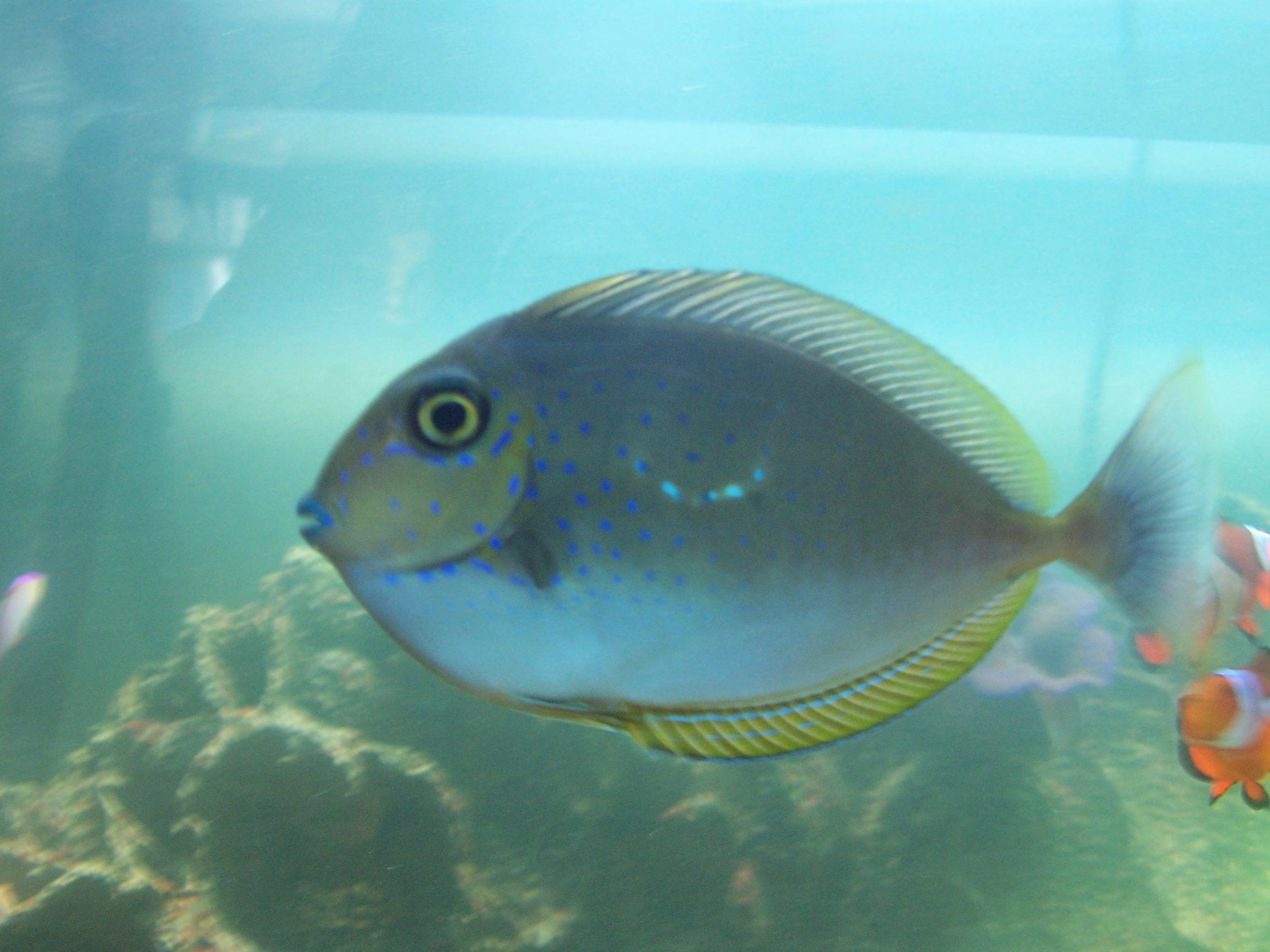 Рыба-единорог вид сбоку фото