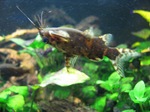 Upside-down catfish in the aquarium