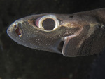 Velvet belly lanternshark head