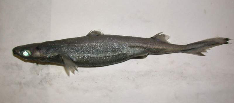 Velvet belly lanternshark wallpaper