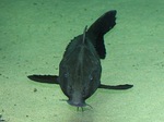 View face Armorhead catfish