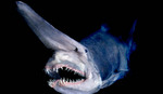 Vile goblin shark