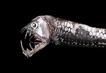 Viperfish black background