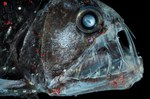 Viperfish head