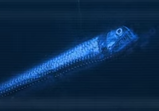 Viperfish wallpaper