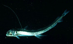 Viperfish side view
