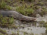 Walking catfish on the ground