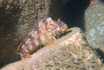 Walking Tompot blenny 