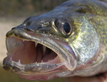 Walleye face