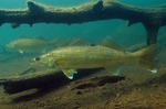 Walleye fishes
