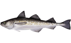 Walleye pollock wallpaper