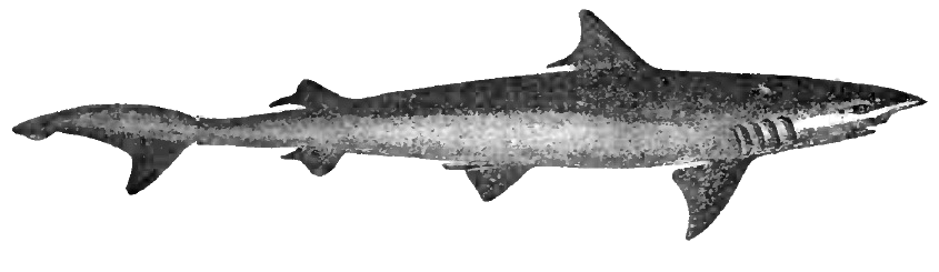 Weasel shark wallpaper