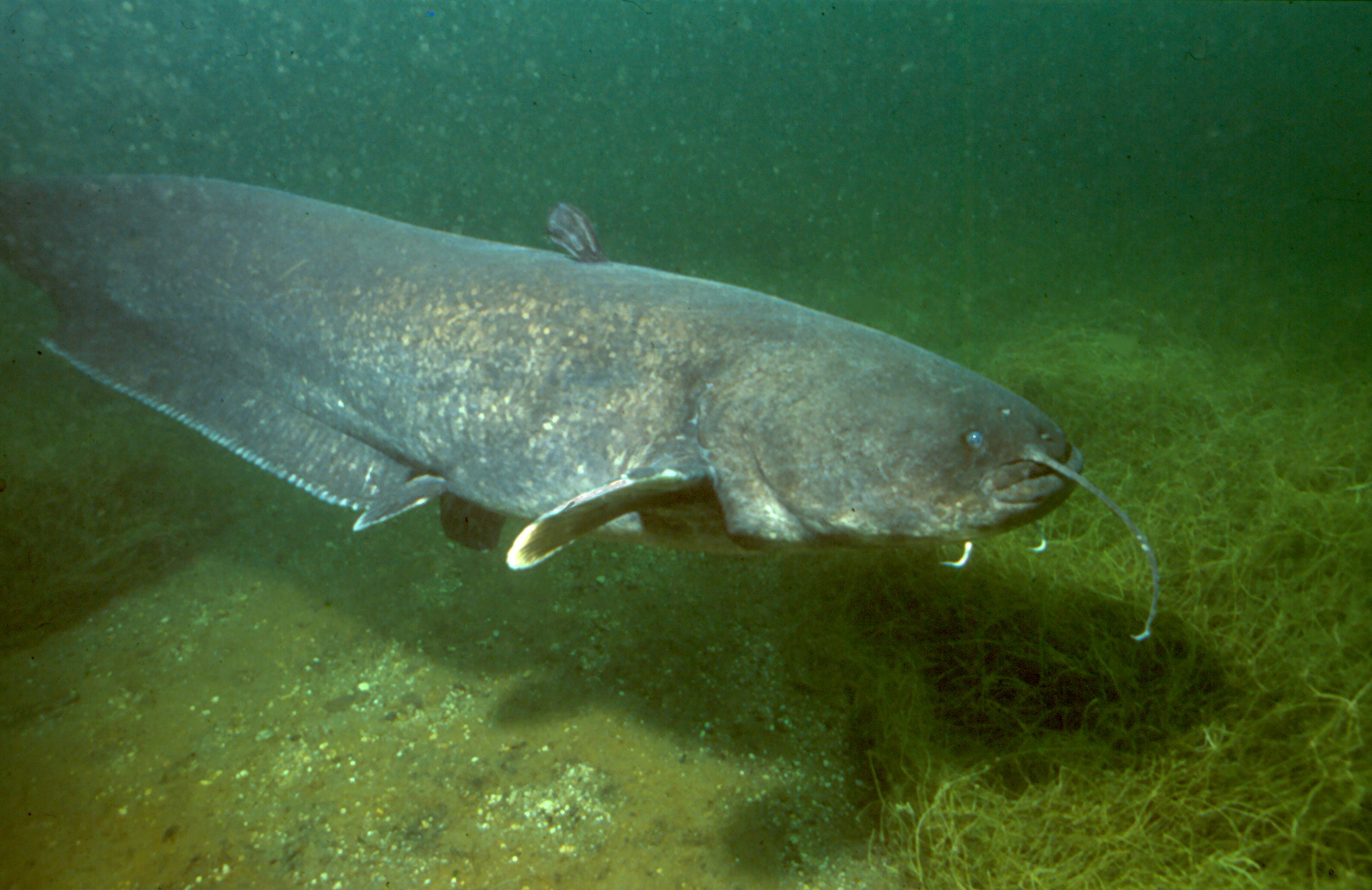 Wels catfish wallpaper