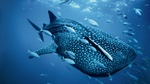 Whale shark among the fishes