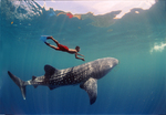 Whale shark and man