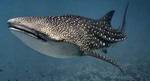 Whale shark in dark ocean