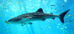 Whale shark nice