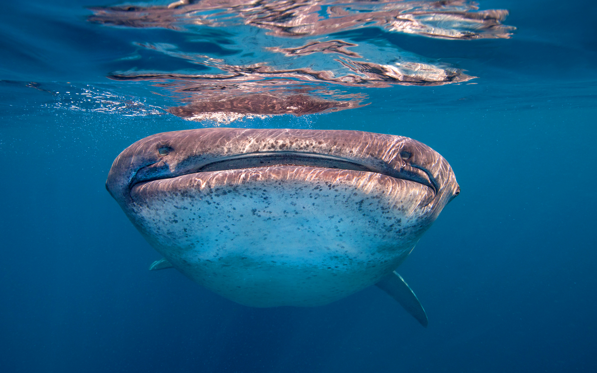Морда китовой акулы фото