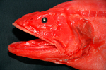Голова лучеперой рыбы