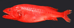 Whalefish side view
