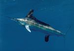 White marlin blue background