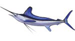 White marlin drawing