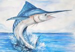 White marlin fish