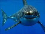 White shark looking at you
