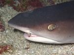 Whitetip reef shark face