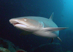 Whitetip reef shark in the evening