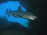 Whitetip reef shark in the gorge