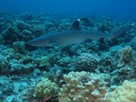 Whitetip reef shark over reefs