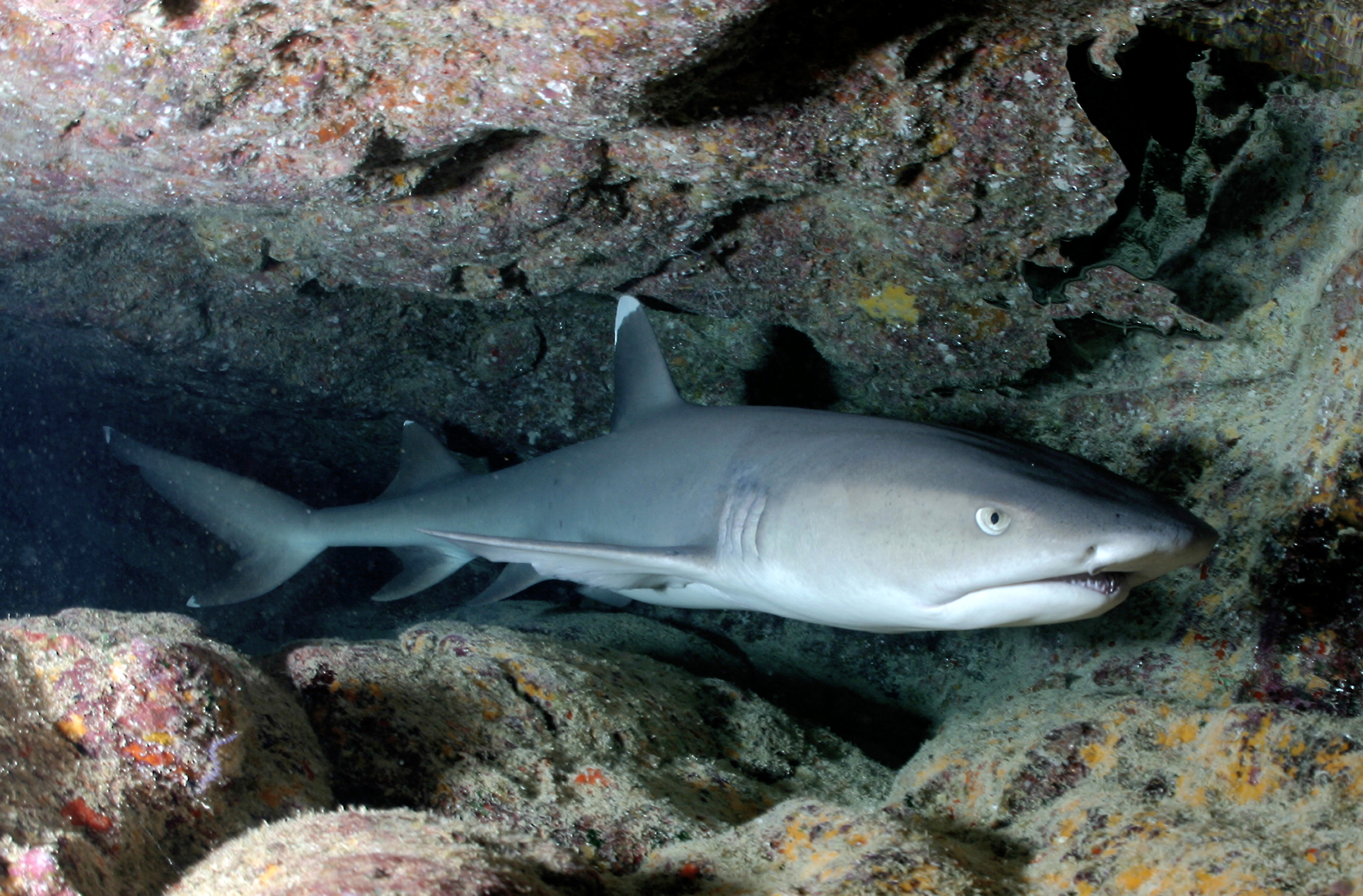 Whitetip reef shark wallpaper