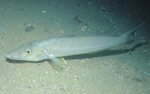 Whiting on the sand