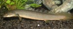 Wild bichir