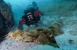 Wobbegong and diver