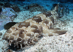 Wobbegong on the sand