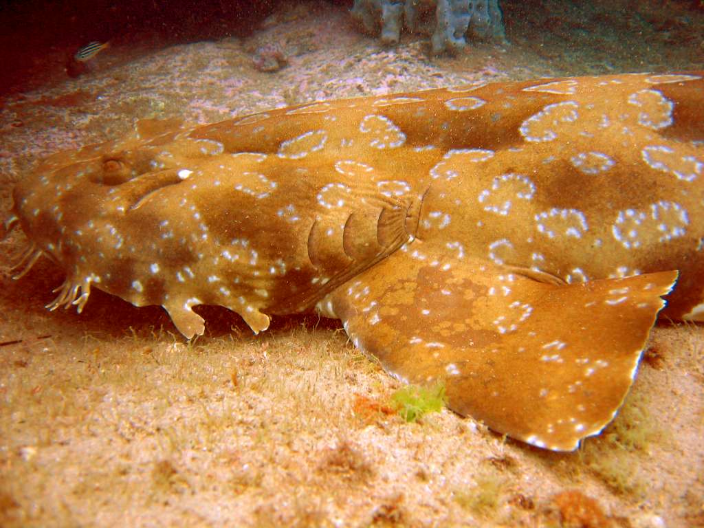 Wobbegong wallpaper