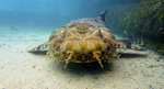 Wobbegong watching