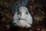 Wolf-eel face