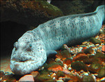 Wolf-eel on the stones