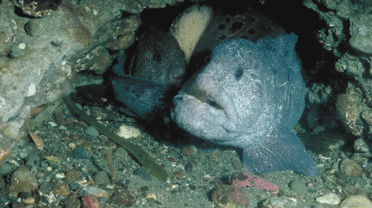 picture of a wolf eel