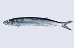 Wolf-herring fish