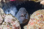 Wolffish between the stones