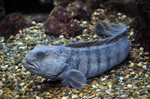 Wolffish on the bottom 