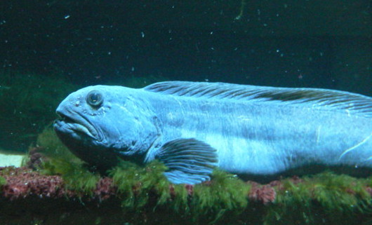 Wolffish wallpaper